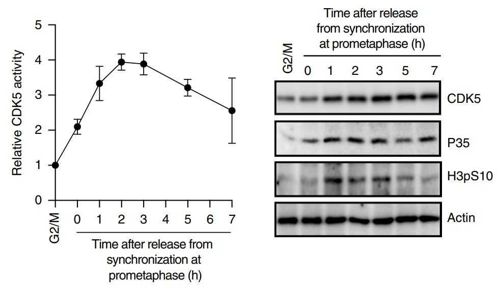 Kinase activity levels of CDK5 in mitosis and G1.jpg